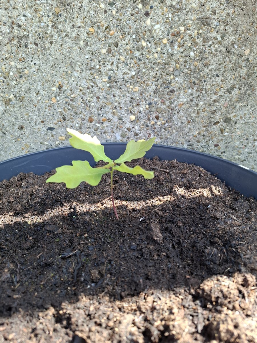 De boom op 6cm — eerste blaadjes