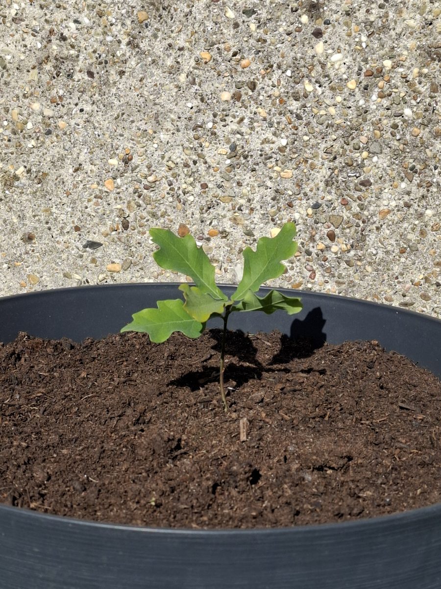Het eerste sprietje